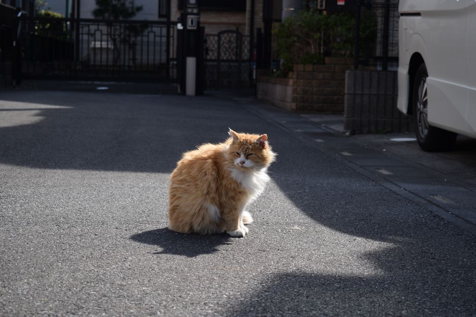 巷子里的猫教我的三件事